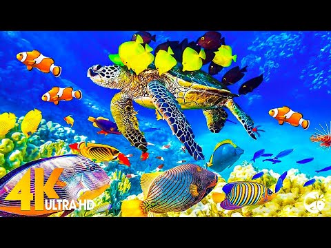 Aquarium 4K VIDEO (ULTRA HD) – Rare & Colorful Sea Life Video – Sleep Relaxing Meditation Music