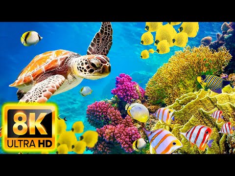 Planet Ocean 8K Ultra HD – Calm & Relaxing Coral Reef Aquarium – 8K Video