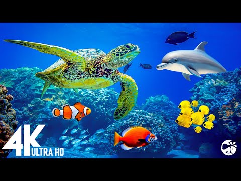 Aquarium 4K VIDEO (ULTRA HD) 🐠 Beautiful Relaxing Coral Reef Fish – Relaxing Sleep Meditation Music