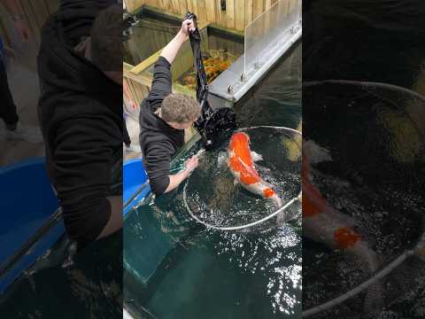 1 meter Koi Fish 😳 #koifish #koi #watergarden #koipond