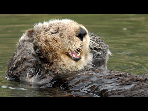 Live Sea Otter Cam – Monterey Bay Aquarium