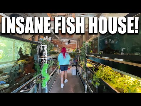 FISH ROOM TOUR!  Monster aquariums, aquaponics, greenhouse and more! The king of DIY