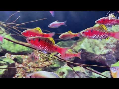 Aquarium video goldfish betta fish and koi fish in planted tank #211