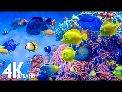 4K Aquarium for Relaxation 🐠 Relaxing Oceanscapes – Sleep Meditation 4K UHD Screensaver