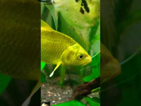 Ogon Japanese Koi Fish In Aquarium!