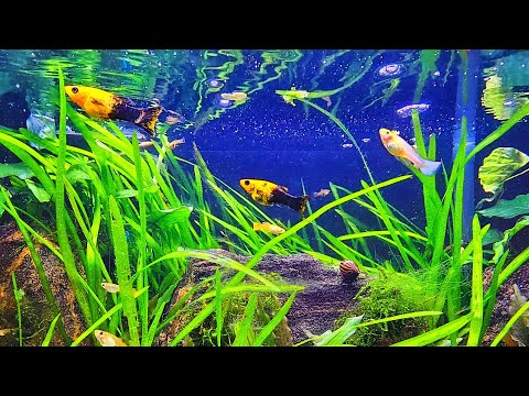 FISH AQUARIUM | Relaxing Community Fish Tank Water Sounds – ASMR for Sleep