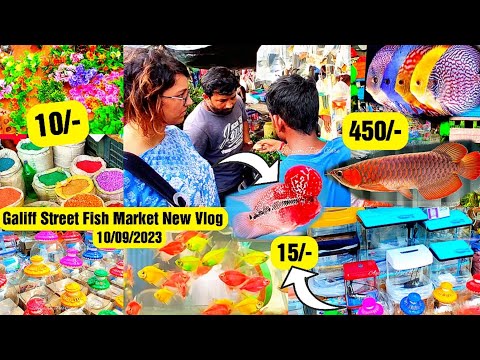 Recent Aquarium Fish Price Update | Galiff street Fish Market | Galiff Street new video 10/09/2023