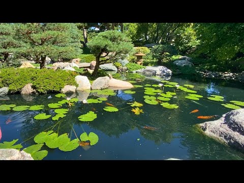 Amazing Japanese Garden Koi Fish Feeding in Pond with Waterfall