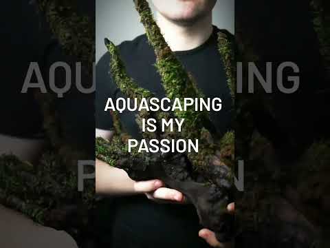 What does AQUASCAPING mean to you? 🌿 #shorts #aquascape #aquarium