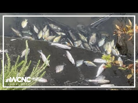 Hundreds of fish found dead in southwest Charlotte pond