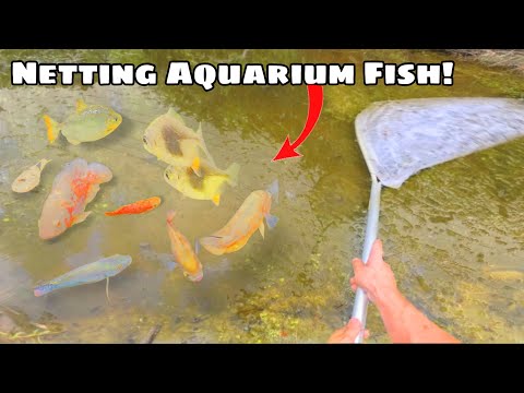 Netting AQUARIUM Fish From MUDDY Canals!