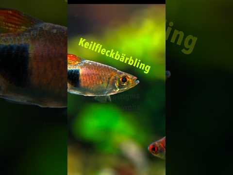 Aquarium Fisch: Der Keilfleckbärbling | trigonostigma heteromorpha #shorts #aquariumfish #aquarium