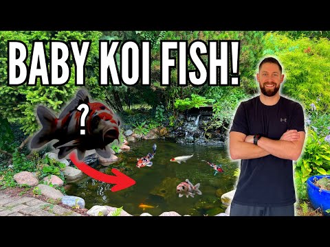 I Found BABY KOI FISH in My Backyard Koi Pond!