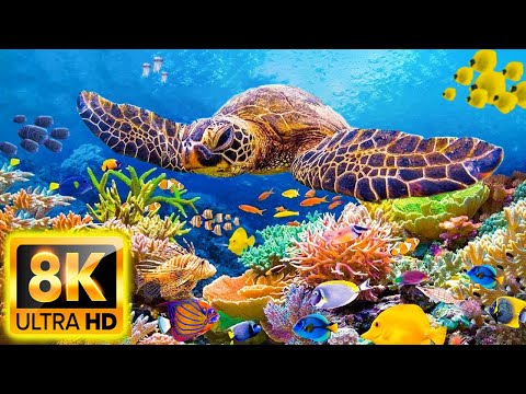 Planet Ocean 8K Ultra HD – Beautiful Coral Reef Fish in Aquarium 🐠 Relax Music & Meditation Music