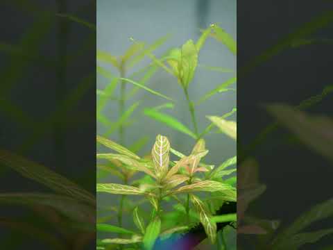 HYGROPHILA POLYSPERMA (Easy Stem Plant Aquascape)