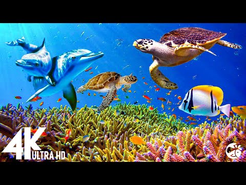 Aquarium 4K VIDEO (ULTRA HD) – Beautiful Coral Reef Fish – Sleep Relaxing Meditation Music