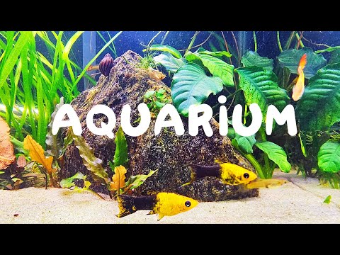 AQUARIUM Live Stream | Community Fish Tank Water Sounds ~ No Loop