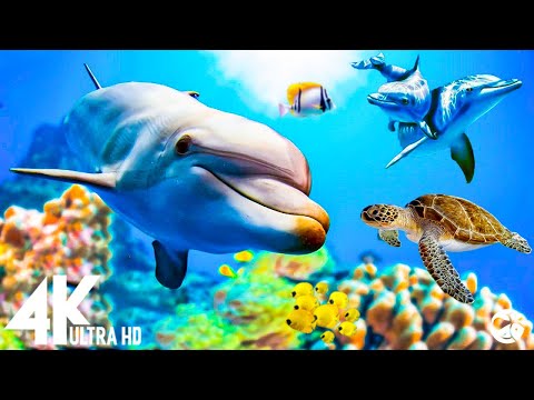 Aquarium 4K VIDEO (ULTRA HD) – Stunning 4K Underwater footage – Sleep Relaxing Meditation Music