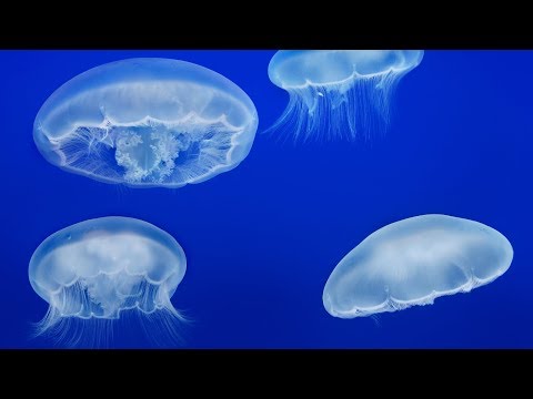 Live Moon Jelly Cam – Monterey Bay Aquarium