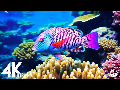 Aquarium 4K VIDEO ULTRA HD – Beautiful Coral Reef Fish – Sleep Relaxing Meditation Music