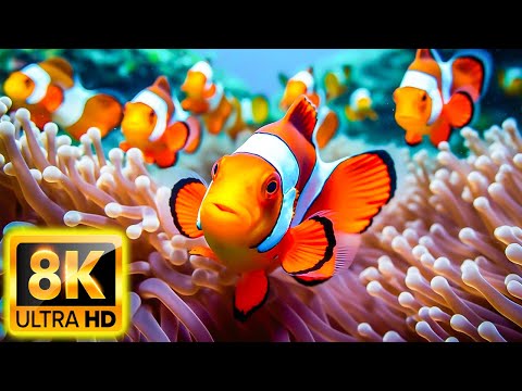 The Ocean 8K ULTRA HD – Sea Animals for Relaxation, Beautiful Coral Reef Fish in Aquarium – 8K Video