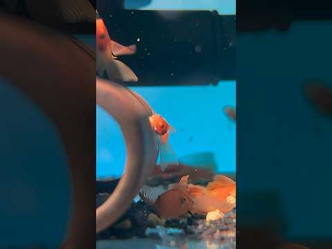 Super red bristlenose plecos #aquarium #fish #hawaii #pets #ancistrus #pleco #fishtank