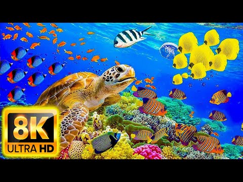 Aquarium 8K VIDEO ULTRA HD – Beautiful Coral Reef Fish – Sleep Relaxing Meditation Music – Video 8K