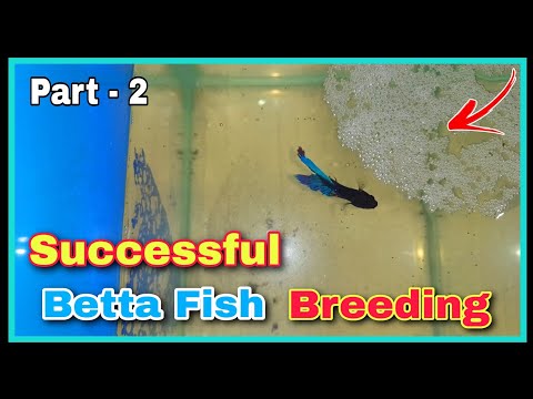 Lots of Betta Fish Fries 😍😍 | Successful Betta Fish Breeding Tutorial || Breeding Betta Fish at Home