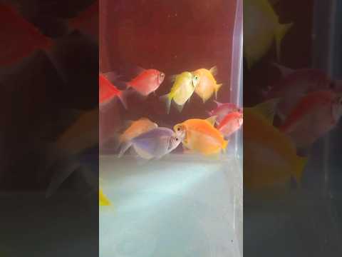 Glow Fish🐳🐋🎣 Breeding – Part 1 #aquarium #Fish