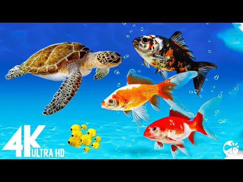 Aquarium 4K VIDEO (ULTRA HD) – Beautiful Coral Reef Fish – Sleep Relaxing Meditation Music