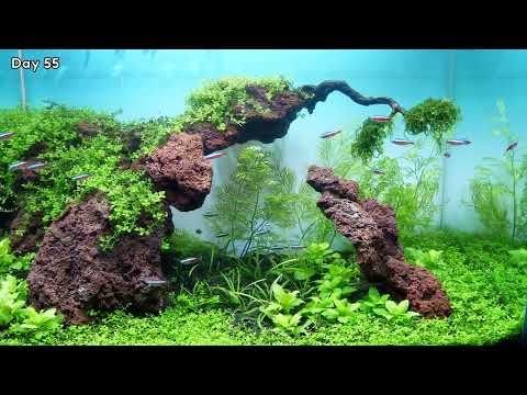 Monte Carlo Aquarium Plant – Planted Aquarium Setup