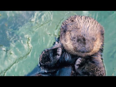 Sea Otter Cam | Vancouver Aquarium