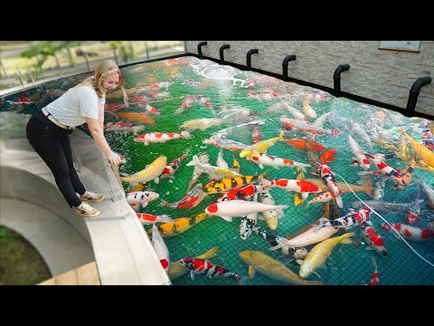 US's Largest Koi Pond! **Jumbo Fish**