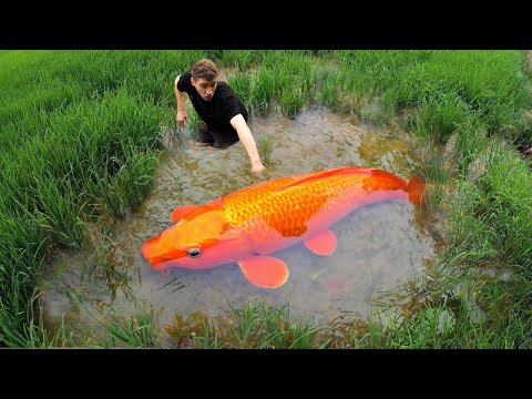 $30,000 FISH!! – World's *LARGEST* Koi Fish!