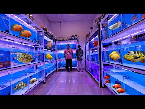 Biggest Aquarium Fish Shop In Nallasopara | Chaitanya Aqua Fish Shop