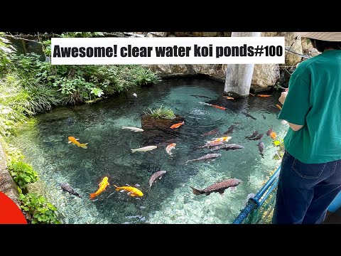 Awesome! Clear water koi pond.(Shinshiro, Aichi, Japan)
