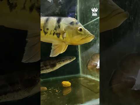 #Peacockbass ஆ இல்ல #snakehead ஆ#livefeed #aquarium #tamil #தமிழ் #fish #pets #monsterfish #chennai