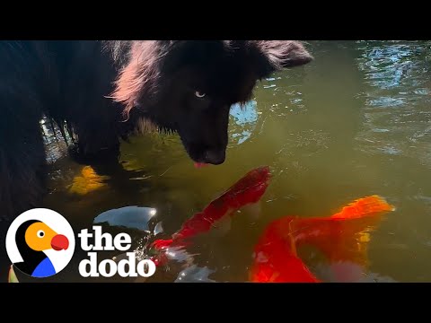 Dog Loves His Grandpa's Koi Pond | The Dodo