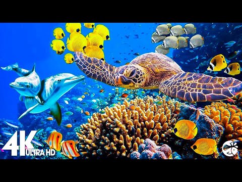 Aquarium 4K VIDEO (ULTRA HD) – Beautiful Coral Reef Fish – Sleep Relaxing Meditation Music