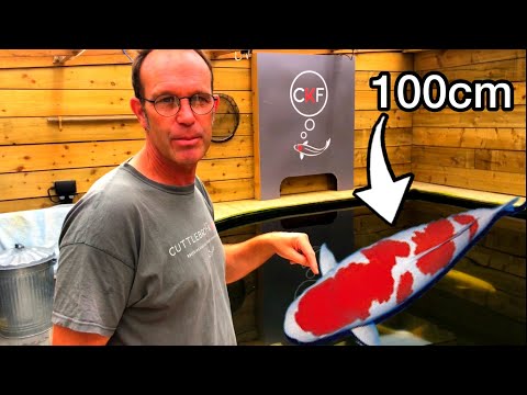 Inside The UK’s LARGEST Koi Farm-Tour of Cuttlebrook Koi Farm