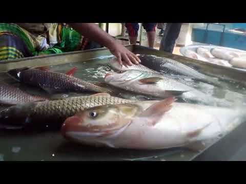 Pond fish in market  Produksi Ikan Nila Monoseks in river ……