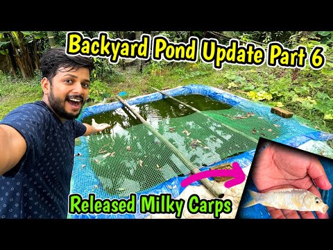 Backyard Pond Update Part 6🔥: Released Milky Carp🤗, Fish growing very fast, Imported Koi Fish Pond