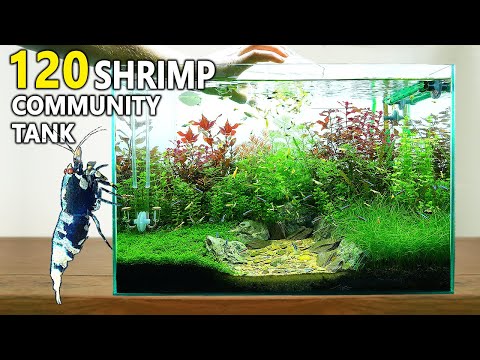 Building an EPIC Planted Shrimp Tank: Step By Step Aquascape Tutorial with CO2