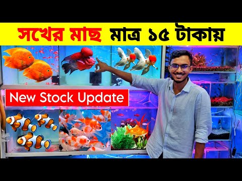 Aquarium Price In Bangladesh। Aquarium Fish Price In katabon। Aquarium Fish Price In Bangladesh