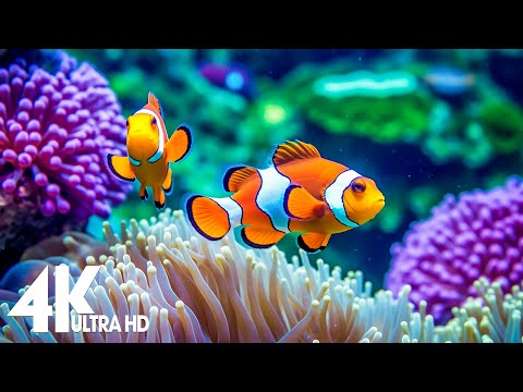 Aquarium 4K VIDEO (ULTRA HD) 🐠 Amazing Beautiful Coral Reef Fish – Relaxing Sleep Meditation Music