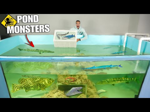 We Caught TONS of Fish For My Pet BARRACUDA! (3000g Saltwater Pond)