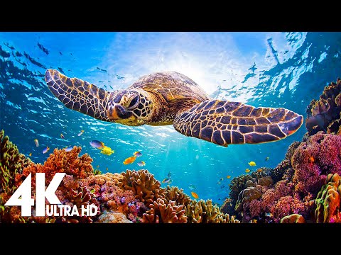 Ocean 4K – Sea Animals for Relaxation, Beautiful Coral Reef Fish in Aquarium – 4K Video Ultra HD