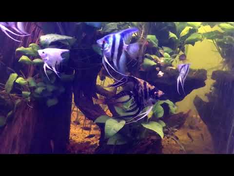 RARE ANGELFISH TYPES WITH ANUBIAS AQUASCAPE FOREST.