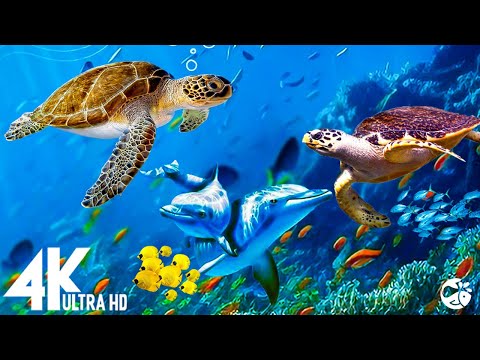 Aquarium 4K VIDEO (ULTRA HD) 🐠 Beautiful Relaxing Coral Reef Fish – Relaxing Sleep Meditation Music