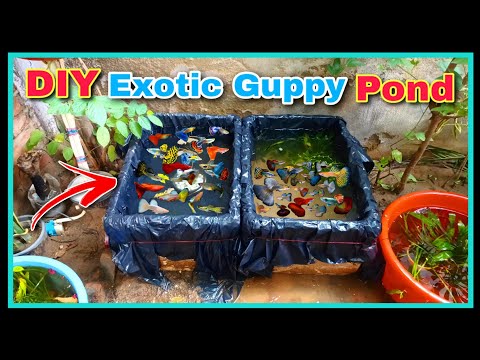 देसी DIY EXOTIC Guppy Fish Pond || How to Make Planted Fish Pond at Home